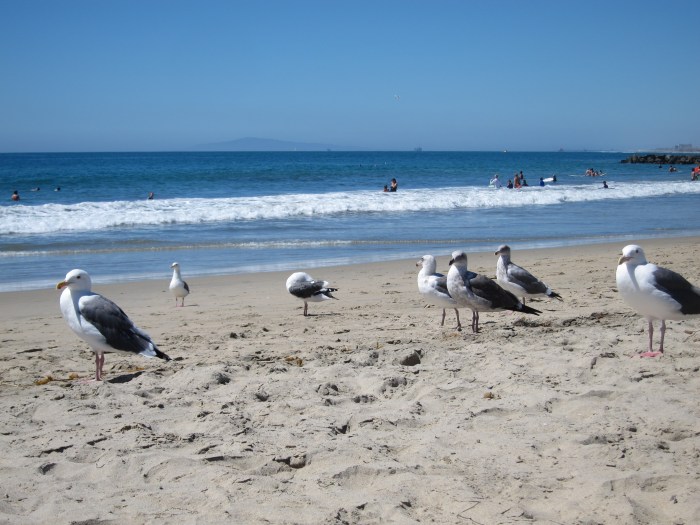 Seagulls are bigger than they appear.